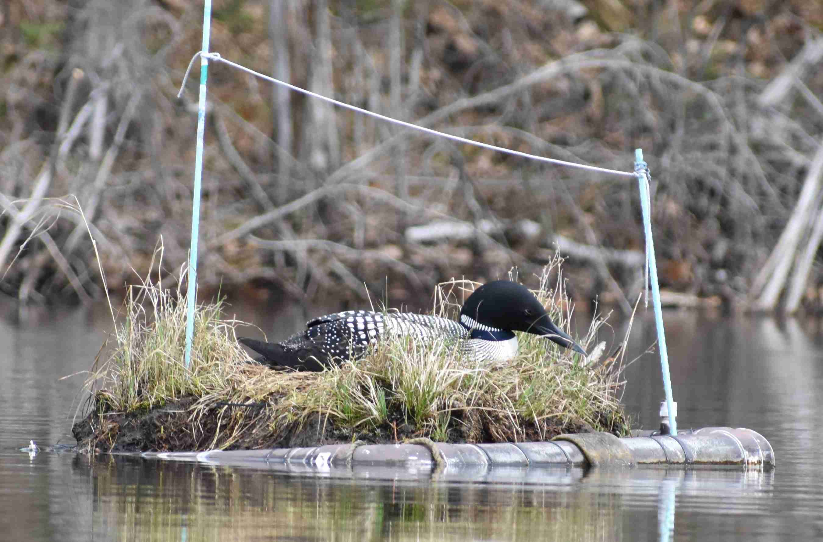 Loon on Nest