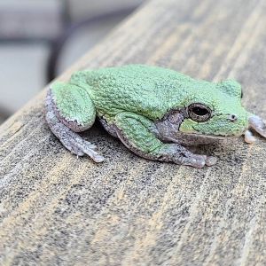 Sunset Lake of Portage County - Frog