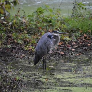 Sunset Lake of Portage County - Heron