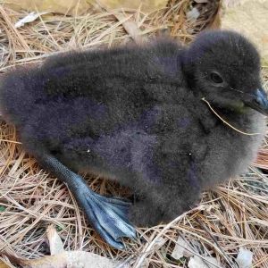 Sunset Lake of Portage County - Loon Chick