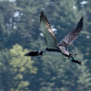 Sunset Lake of Portage County - Loon Flying