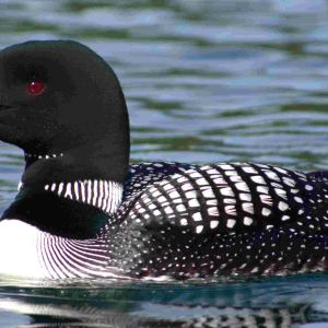 Sunset Lake of Portage County - Loon Swimming