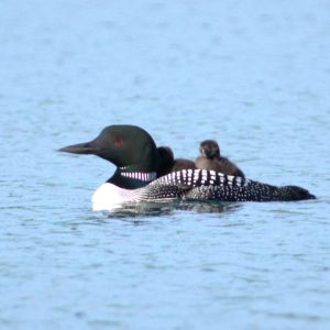 Sunset Lake of Portage County - Loon with Chicks