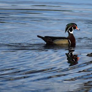 Sunset Lake of Portage County - Wood Duck