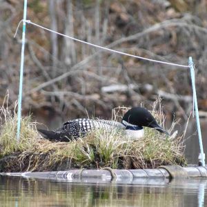 Loon on Nest