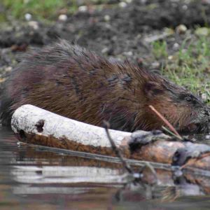 Muskrat