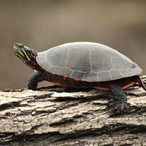 Turtle on a log