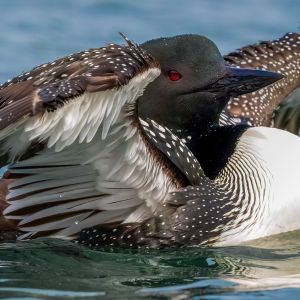 Loon spreading its wings