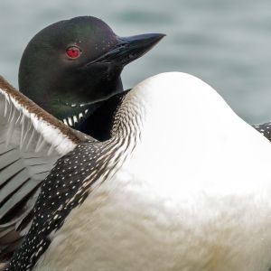 Loon puffing out chest