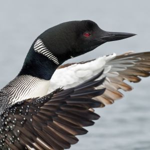 Loon spreading wings