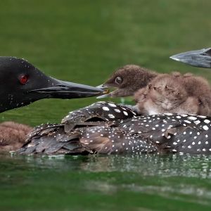 2024 Loon parents feeding babies