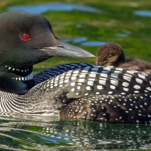 Loon mom and baby