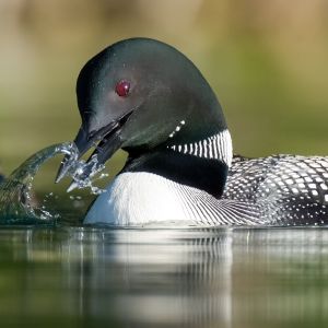 Loon splashing water