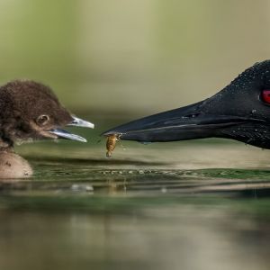 Loon feeding chick