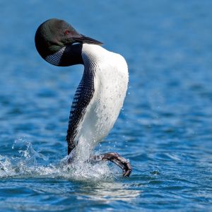 Loon penguin dance