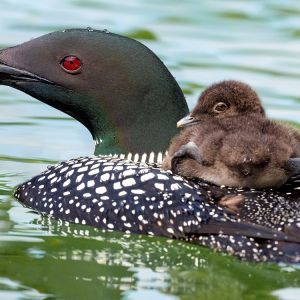 Loonlet riding on mother's back