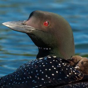 Loon with sleeping chick