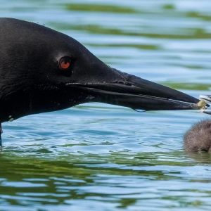 Loon feeding baby