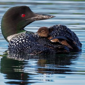 Loon with baby under wing