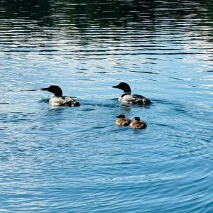 Loon family