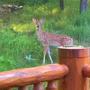 Deer fawn