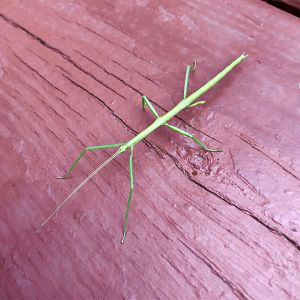 Phasmid - stick bug