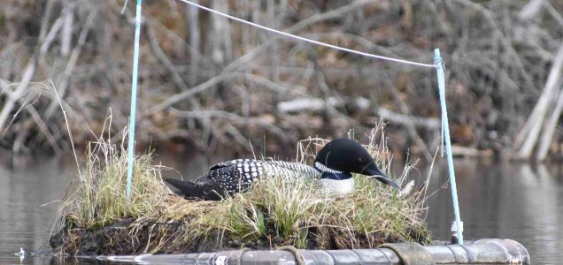 Loon on Nest