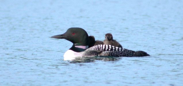 Loon with Chicks